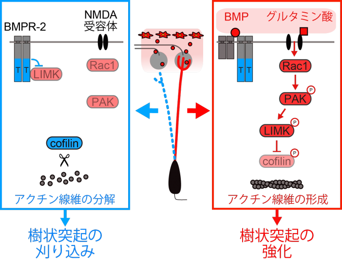 樹状細胞 : 基礎から臨床へ Amazon.co.jp: 樹状細胞: 基礎から臨床へ : 稲葉 カヨ: 本